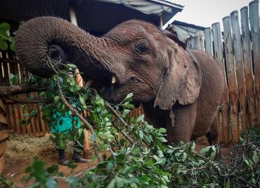 Animales salvajes se pueden poner borrachos: estudio