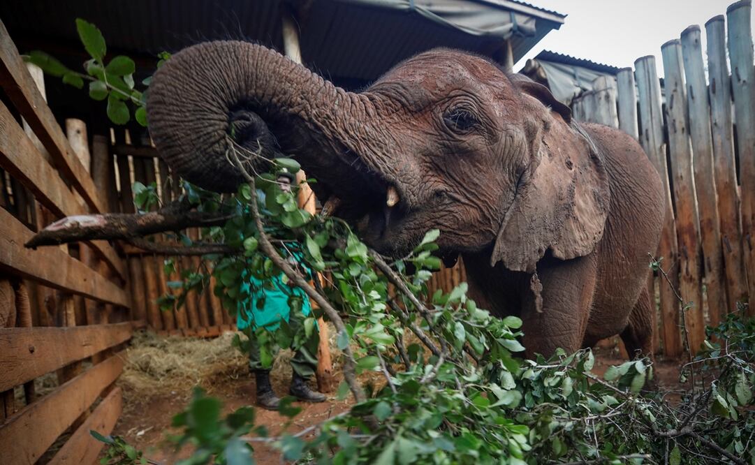 Foto: EFE/ Dai Kurokawa, archivo