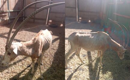 Denuncian grave situación de abandono del Zoológico de Culiacán; muere león blanco y otros animales presentan desnutrición