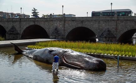 Un cachalote aparece varado en el centro de Madrid