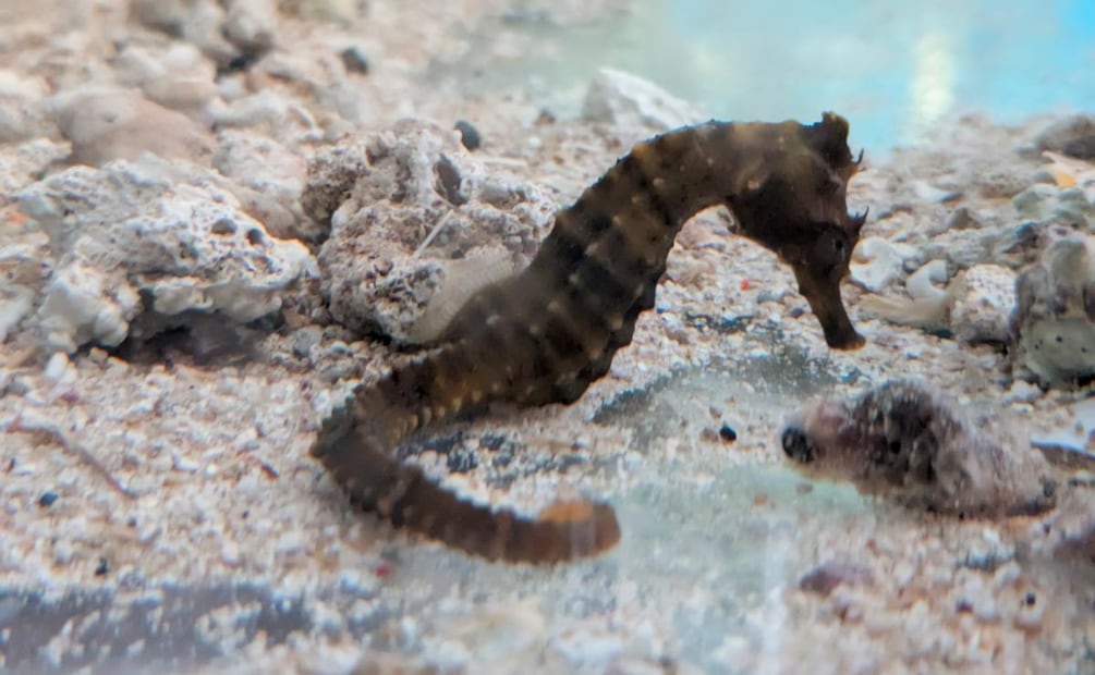 Un caballito de mar fue rescatado en Querétaro (03/06/2026). Foto: Especial