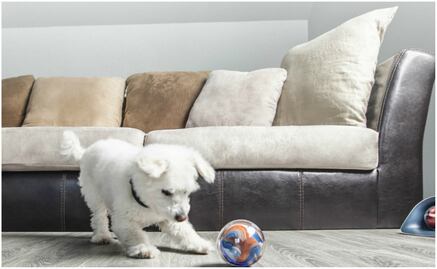 Elige a tu  mascota robot