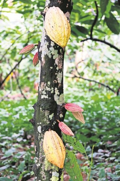 Cacao. ¿Segundo auge o trampa gourmet?