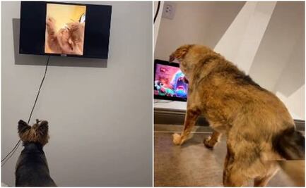 “Te amo perrito que ve películas”, lomitos en TikTok se hacen virales al ver atentos televisión