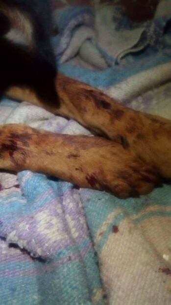 Adolescentes matan a golpes a un perro en Michoacán