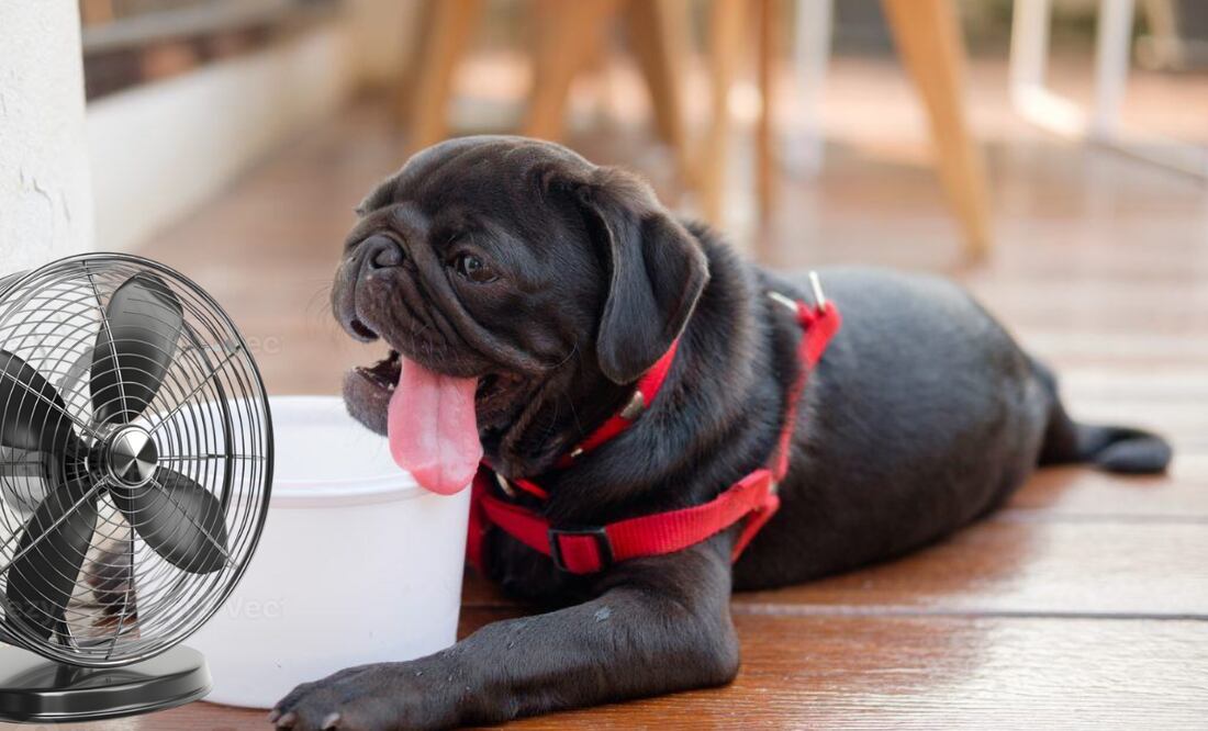 En muchos casos, los animales que sufren un golpe de calor necesitan hospitalización, hidratación intravenosa y monitoreo en unidades especializadas.
Foto: Pixabay