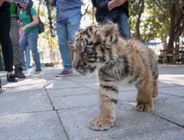 ¡Ternurita! Zoológico de Culiacán presenta a cachorro de tigre de bengala; le buscan nombre