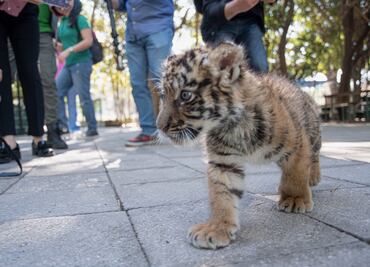¡Ternurita! Zoológico de Culiacán presenta a cachorro de tigre de bengala; le buscan nombre
