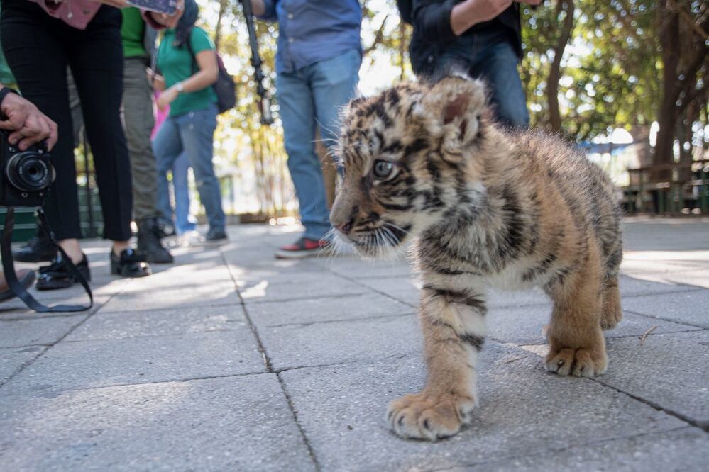 Zoológico de Culiacán busca nombre para un cachorro de Tigre de Bengala. (Foto: oficial)