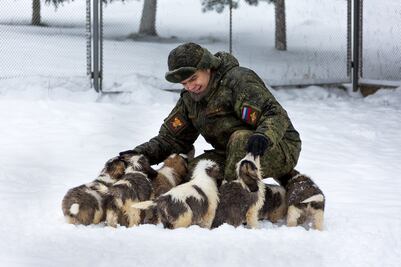 Videos de perritos, la nueva 'arma' del ejército ruso