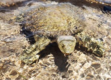 Mueren 9 personas, incluyendo ocho niños, tras comer carne de tortuga en Zanzíbar