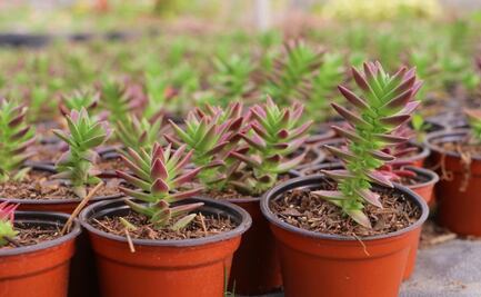 ¡No te lo pierdas! Del 6 al 9 de octubre el “Festival Flores de Otoño” en Paseo de la Reforma