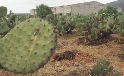 Milpa Alta dará apoyo de 8 mdp a productores de nopal afectados por heladas