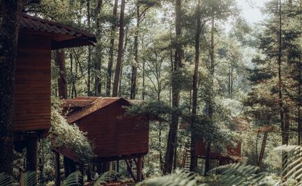 Instagram live: conoce las casas del árbol de Agua Morada, en Hidalgo