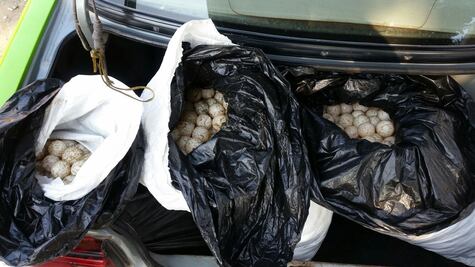 Recupera PF 5 mil huevos de tortuga en Oaxaca