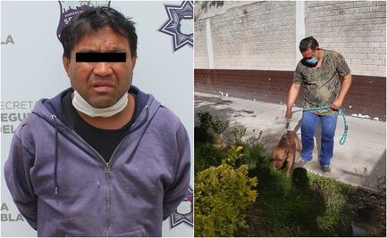 Salvan a pitbull, Jack, atacado con arma blanca en Puebla