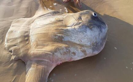 Encuentran un pez luna gigante en una playa del sur de Australia