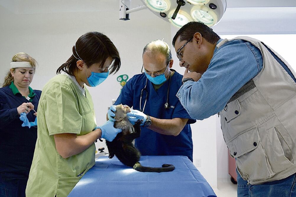 En su primera noche en el Zoológico de Chapultepec, el primate se mostró tranquilo y consumió poco alimento, pero está fuera de peligro ()