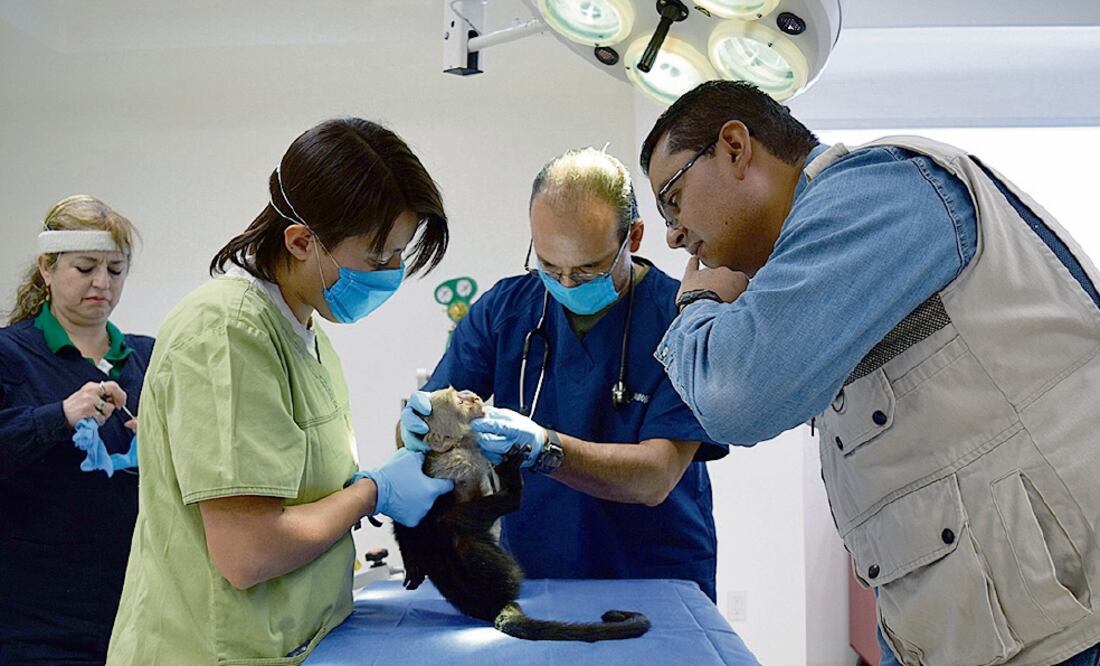 En su primera noche en el Zoológico de Chapultepec, el primate se mostró tranquilo y consumió poco alimento, pero está fuera de peligro ()