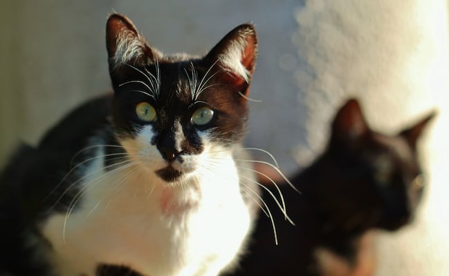 ¿Cómo es el hongo que gatos pueden transmitir a humanos?; especialistas activan alertas en Sudamérica