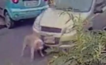 Piden castigo para hombre que atropelló intencionalmente a perro