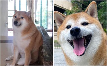 ¡Hasta siempre, Cheems! Muere Balltze, el famoso perrito que conquistó las redes sociales con sus stickers y memes