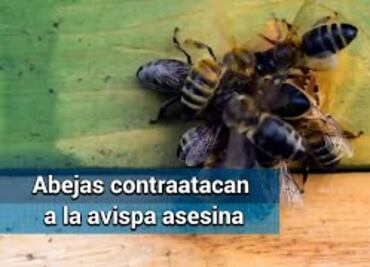 Así matan las abejas a su depredadora, la avispa asesina