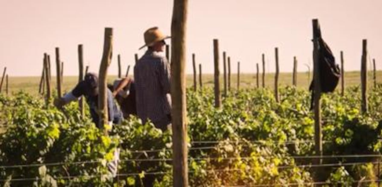 En Sonora también hay vinos ¡Conócelos!