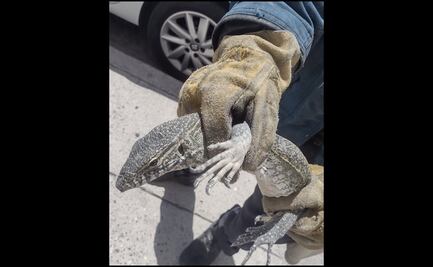 Tras comerse un gato, capturan a reptil "varano" en calles de Celaya, Guanajuato