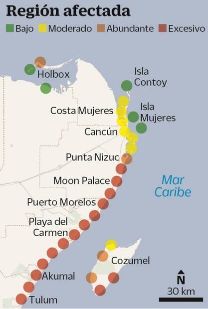 Sargazo. Su paso ahoga hábitat del sistema arrecifal