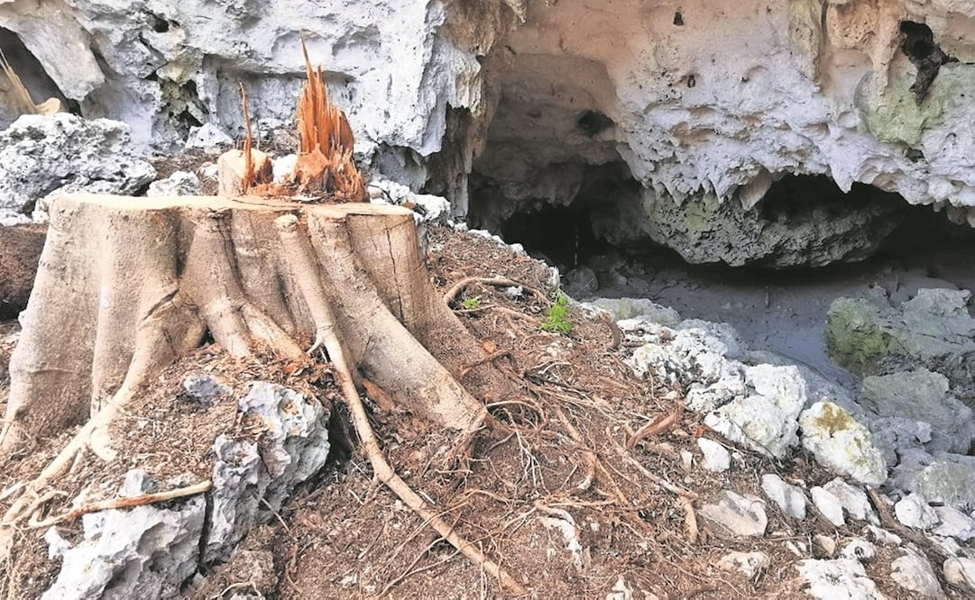 Hay cavernas y árboles talados en la zona del Tramo 5 del Tren Maya, proyecto que expertos consideran ha violado leyes ambientales. Foto: ADRIANA VARILLAS. EL UNIVERSAL
