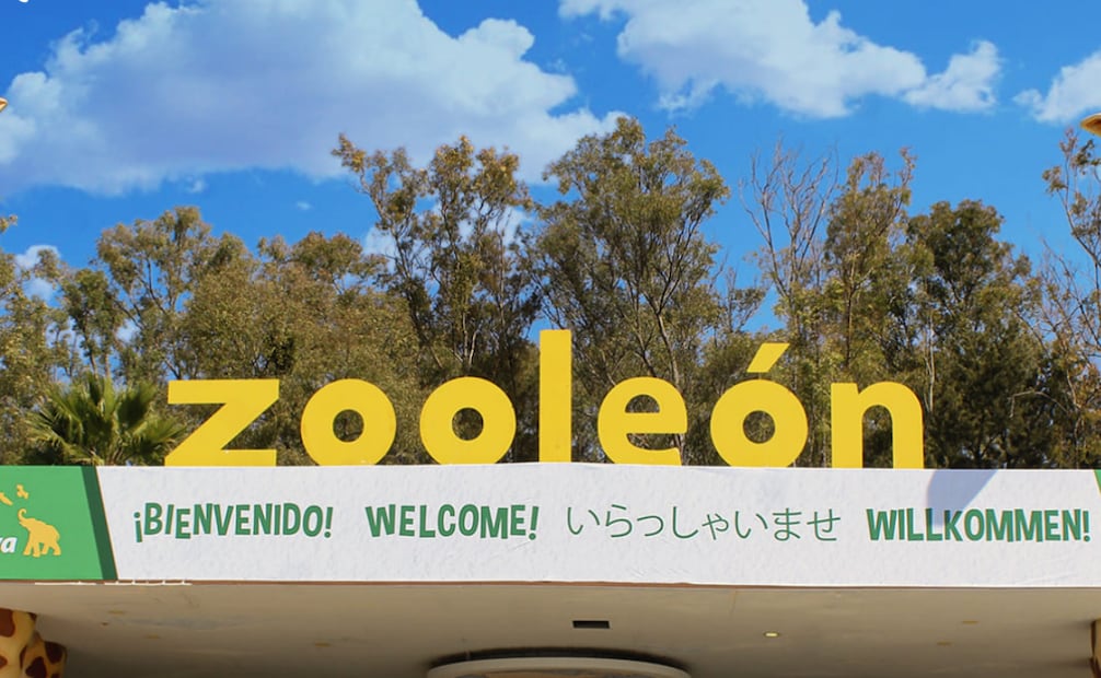 El Zoo León mantiene de manera permanente el monitoreo clínico diario de los ejemplares. Foto: Captura de pantalla
