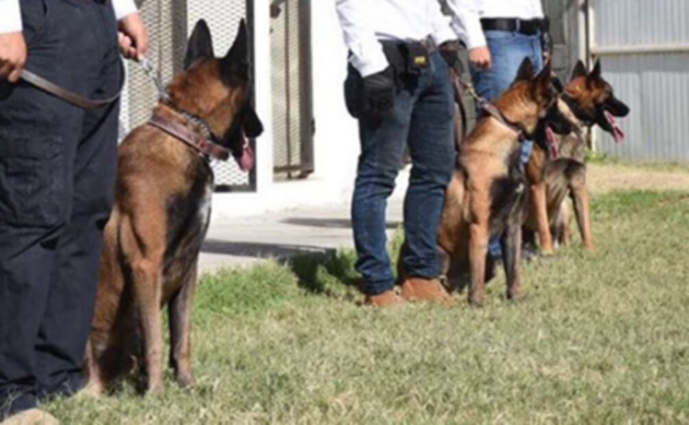 Tamaulipas recibe tres perros policías de EU
