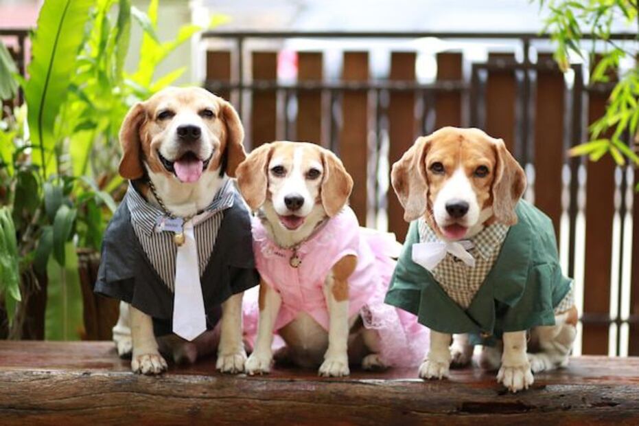 Los expertos coinciden en que no todos los perros necesitan ropa en invierno. Fuente: Freepik.