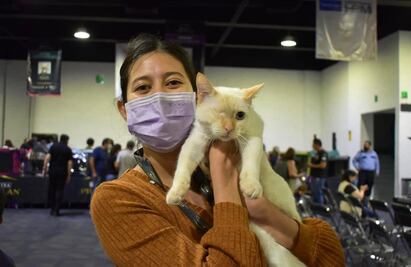 Michis de raza, extraños y desconocidos; échale ojo a la Expo Show Internacional de Gatos en la CDMX