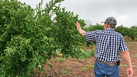 Limoneros critican pasividad de la Guardia ante extorsiones