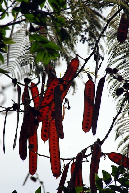 El guaje se utiliza como abono verde. Foto: Pixabay