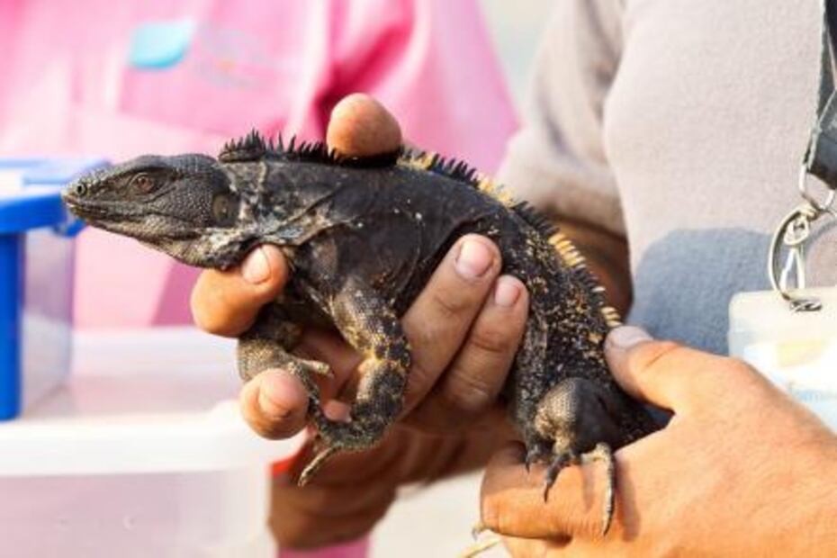 Liberan en su hábitat cinco ejemplares de serpientes en Tlajomulco 