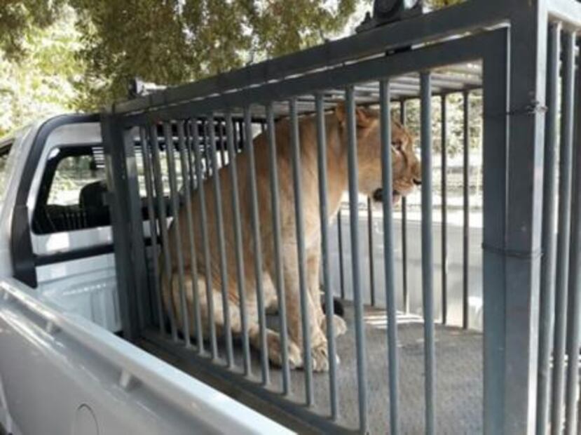 Decomisan 49 animales de zoológico en Michoacán