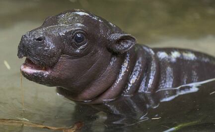 Por primera vez en 30 años, nace hipopótamo pigmeo en Zoológico de San Diego