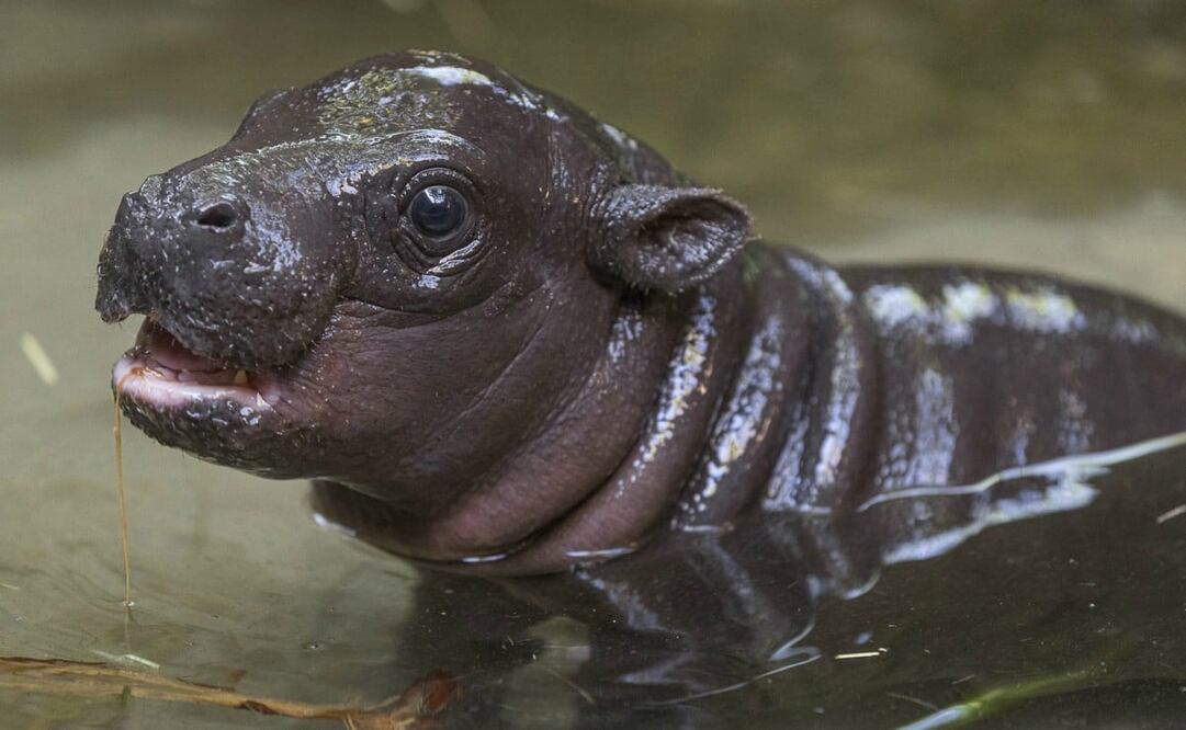 El hipopótamo pigmeo puede pesar hasta 10 veces menos que uno común. Foto: Zoológico de San Diego