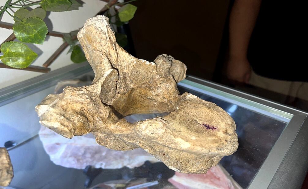 Fotografía de la vértebra de un milodonte, exhibido en el Museo del Mamut “Tepeyo” en la colonia Guadalupe Tepeyac.  Imagen: Sócrates Vera.