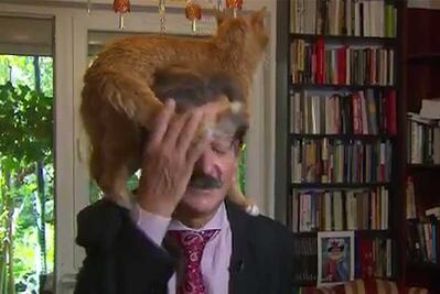 Gato arruina entrevista de su dueño en televisión