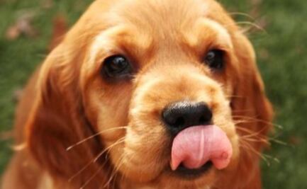 Perrito emociona al reencontrarse con el ex de su dueña: “Ellos nunca olvidan y no tienen la culpa”