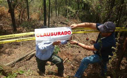 Clausura Profepa sembradío ilegal de aguacate en Edomex