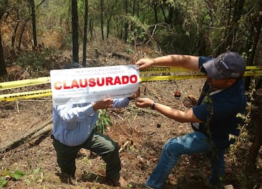 Clausura Profepa sembradío ilegal de aguacate en Edomex