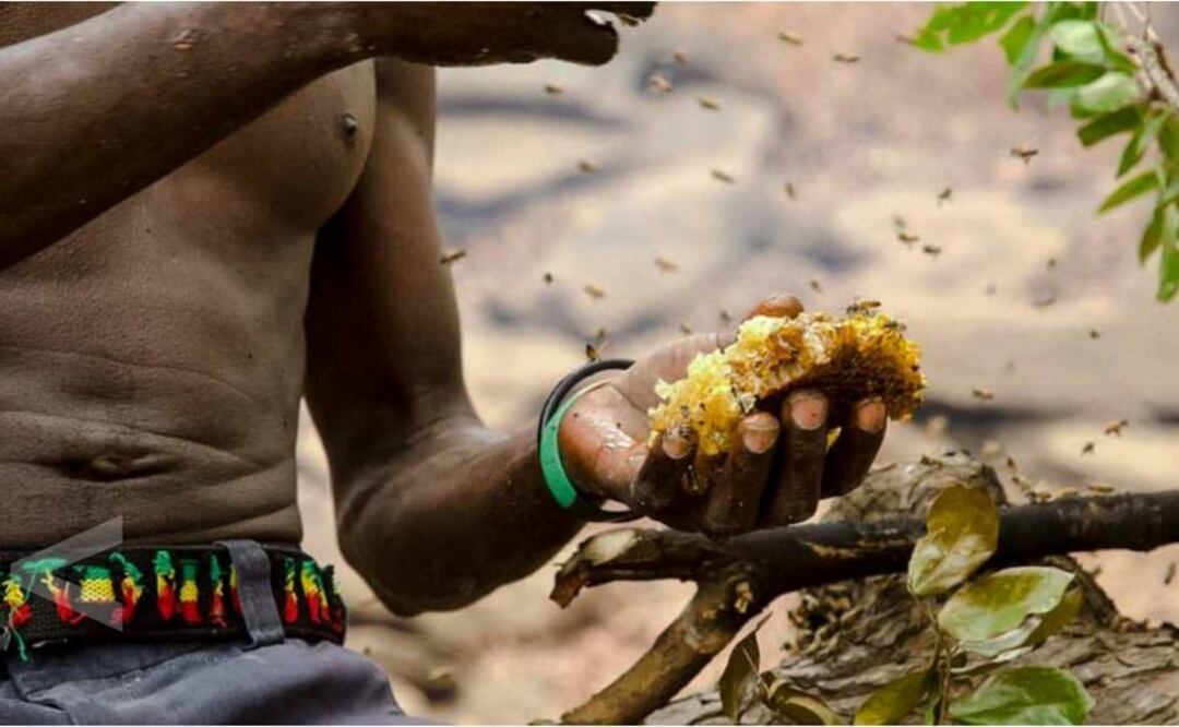 Este es un raro ejemplo de cooperación entre humanos y animales en libertad. (FOTO: Science)
