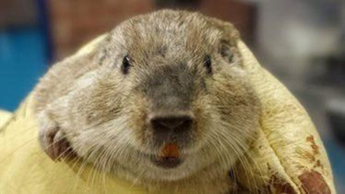 Científicos descubren nueva especie de roedor en Argentina. Fuente: Instagram @bodegaargento