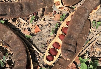 Conoce la mahuacata, una leguminosa rica en proteínas