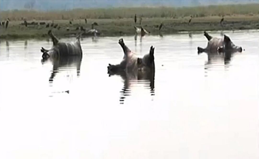 (Foto: Captura de pantalla)